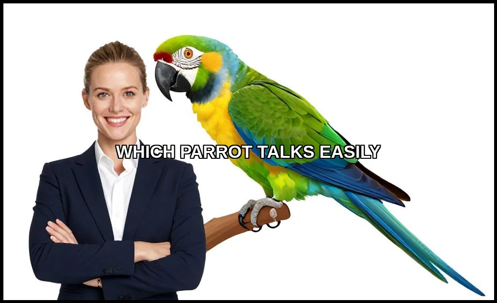 Which parrot talks easily