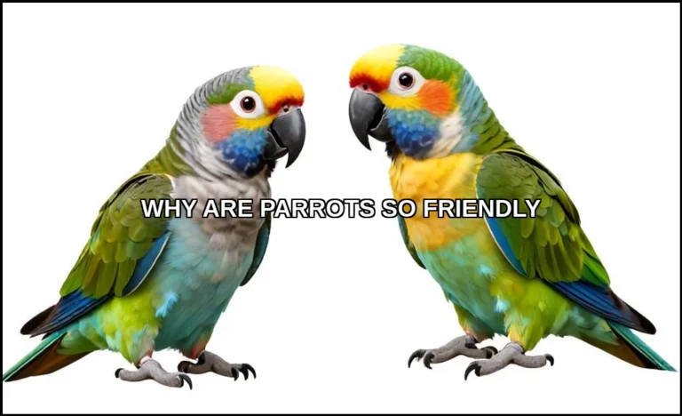 Why are parrots so friendly