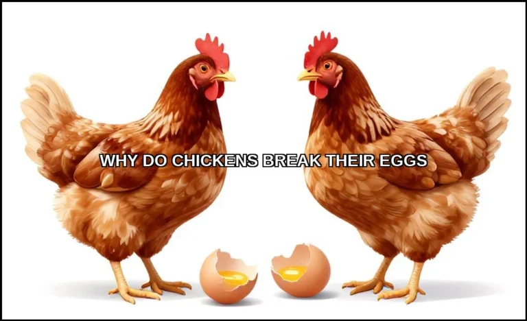 Chickens break their eggs