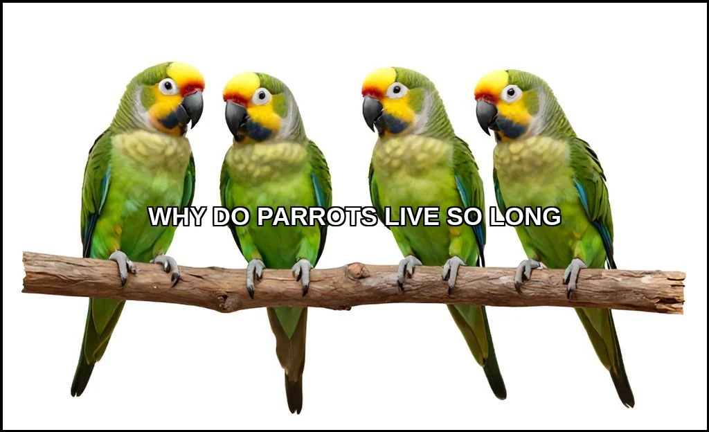 Parrots live so long