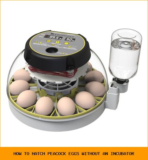 How to Hatch Peacock Eggs Without an Incubator